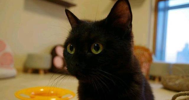 黑毛猫的世界——六种不同品种的黑毛猫介绍（探索黑毛猫们的美丽与神秘）