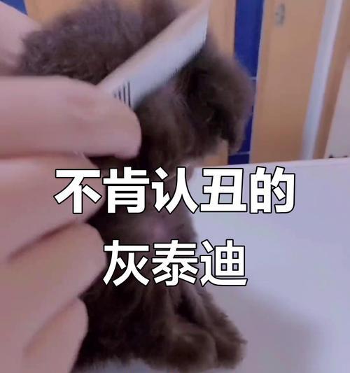 灰泰迪的洗澡频率及注意事项（了解灰泰迪洗澡周期，让它保持清洁和健康）