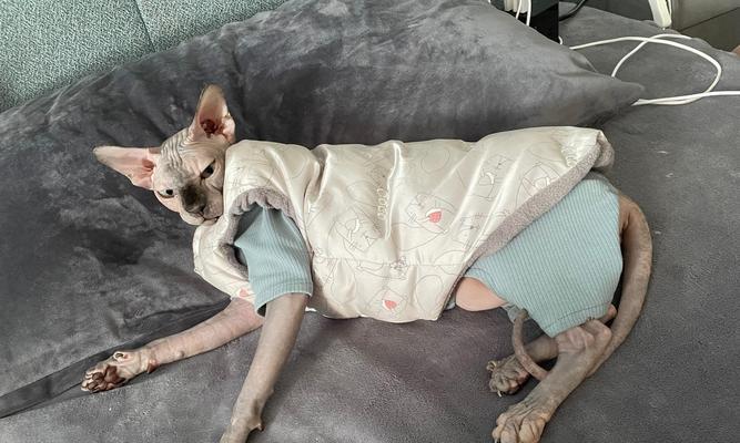 猫中毒后的生存时间是多久？（揭秘猫中毒后的生命倒计时）