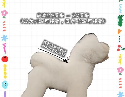 消除比熊犬体味的5个有效办法（让你的比熊犬重拾清爽香气的秘诀！）