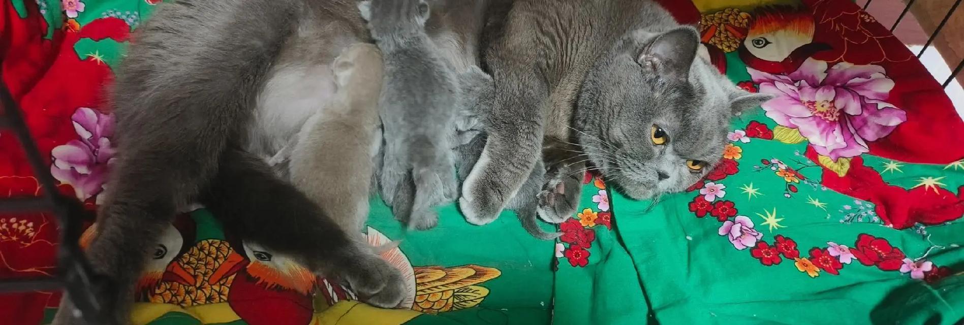 暹罗猫的繁殖周期及生育时间（探究暹罗猫产仔的时间和过程）