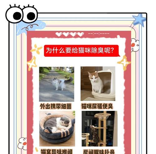 揭秘臭猫（悄悄告诉你，猫咪不都是干净的小天使）