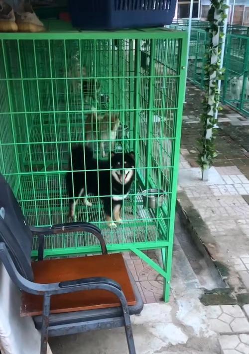 深圳柴犬购买指南（深圳市场上可靠的柴犬销售店铺及购买要点）