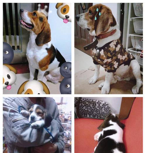 比格犬怀孕期的营养需求（为您详解比格犬孕期三个阶段的饮食搭配）