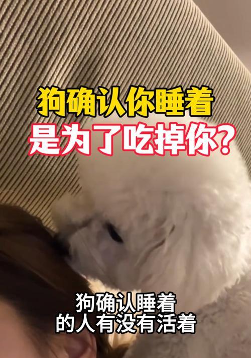 狗的睡眠时间（了解狗睡觉时间的关键因素和如何提供良好的睡眠环境）