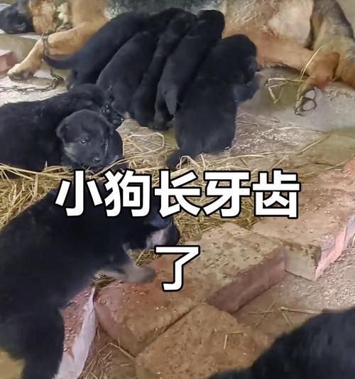 宠物狗狗长牙症状及应对方法（了解狗狗长牙的常见症状与保健知识，助你关爱宠物伙伴）