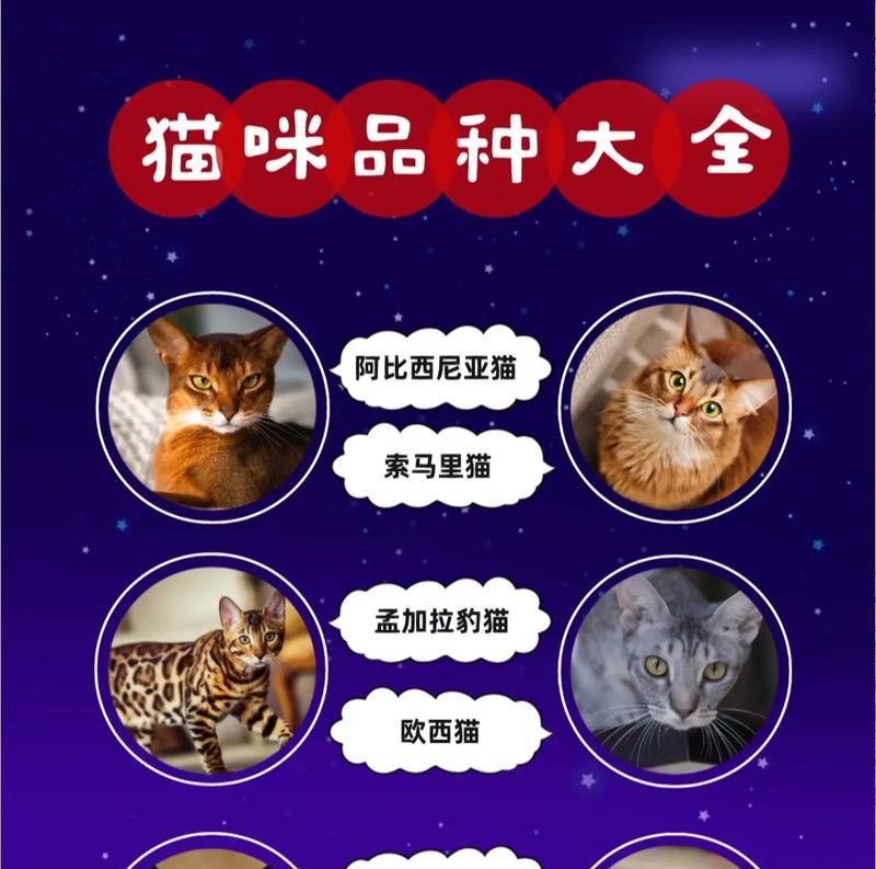 了解不同品种的猫咪——从家庭宠物到比赛明星（探索猫咪世界，发现适合你的品种）