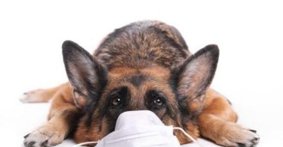 了解犬冠状病毒（解析犬冠状病毒的不同类型及其引发的临床症状）