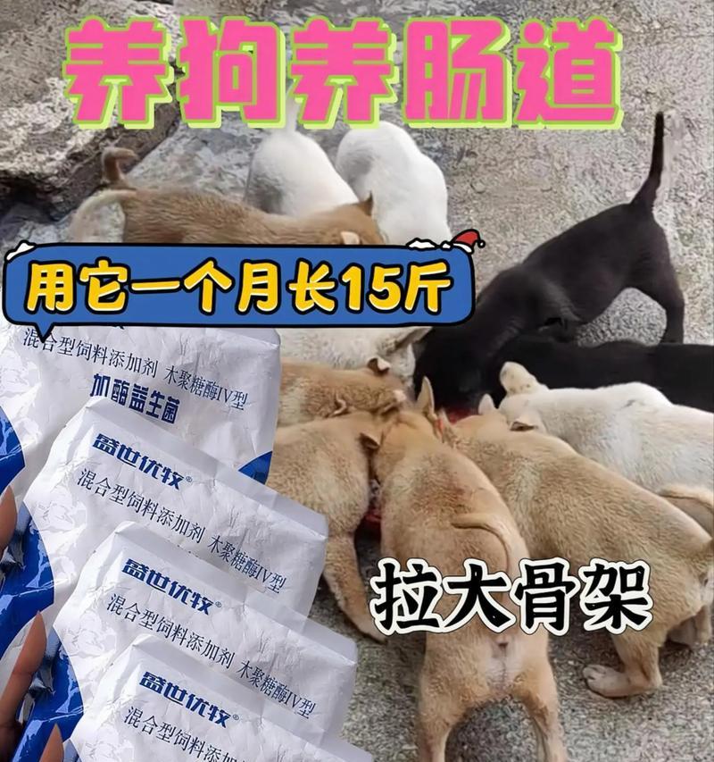 小狗满月后的适宜喂食（新手主人不知道可以喂食什么，不妨参考以下建议）