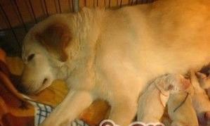 狗狗产后低血钙怎么补？（了解狗狗产后低血钙的原因及正确的补充方法）