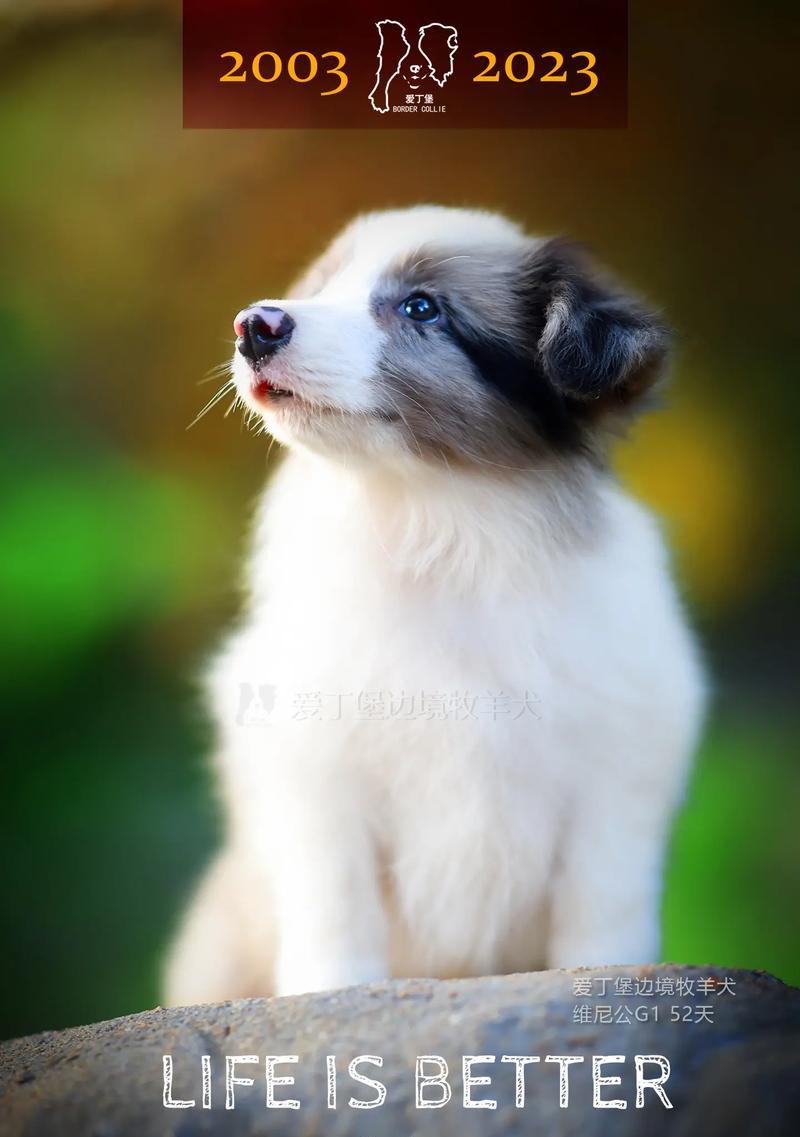 边境牧羊犬的价格及市场调查（了解边境牧羊犬的价格和购买选择，为你的新家庭成员做出明智决策）