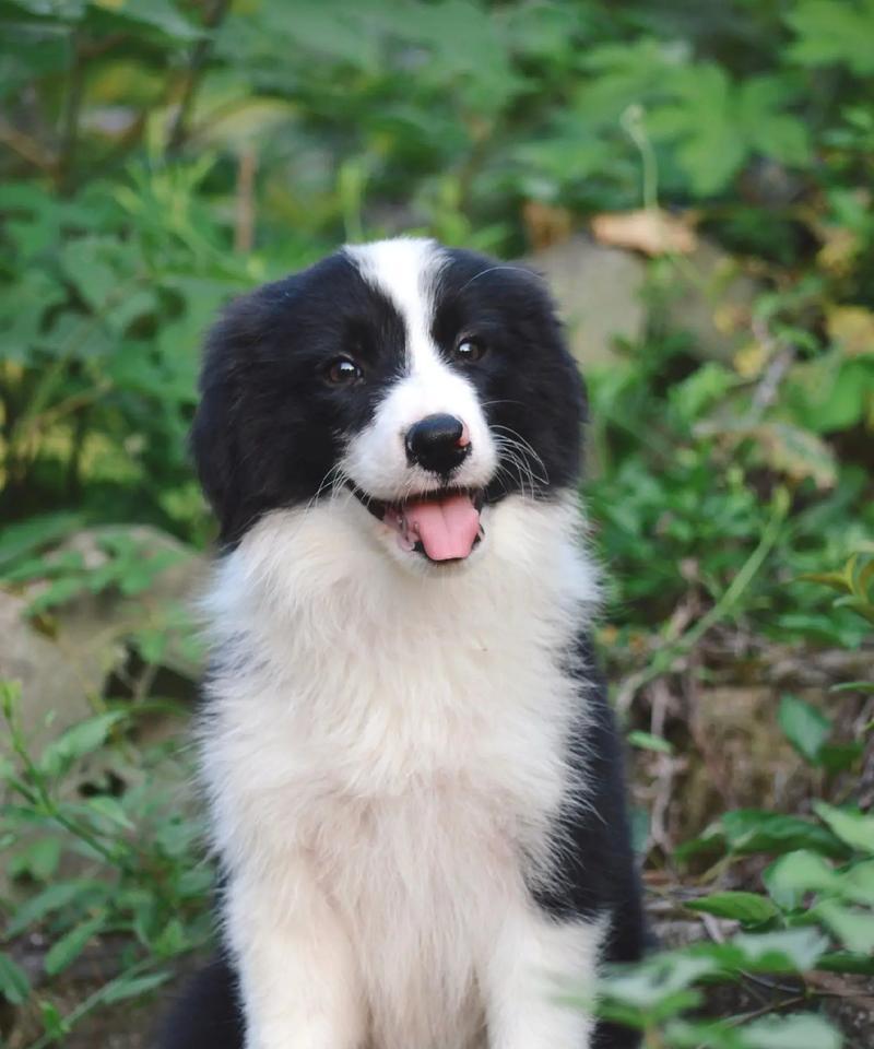 边境牧羊犬的繁殖周期及生产时间（了解边境牧羊犬的生育时间和繁殖周期是培育优良血统的关键）