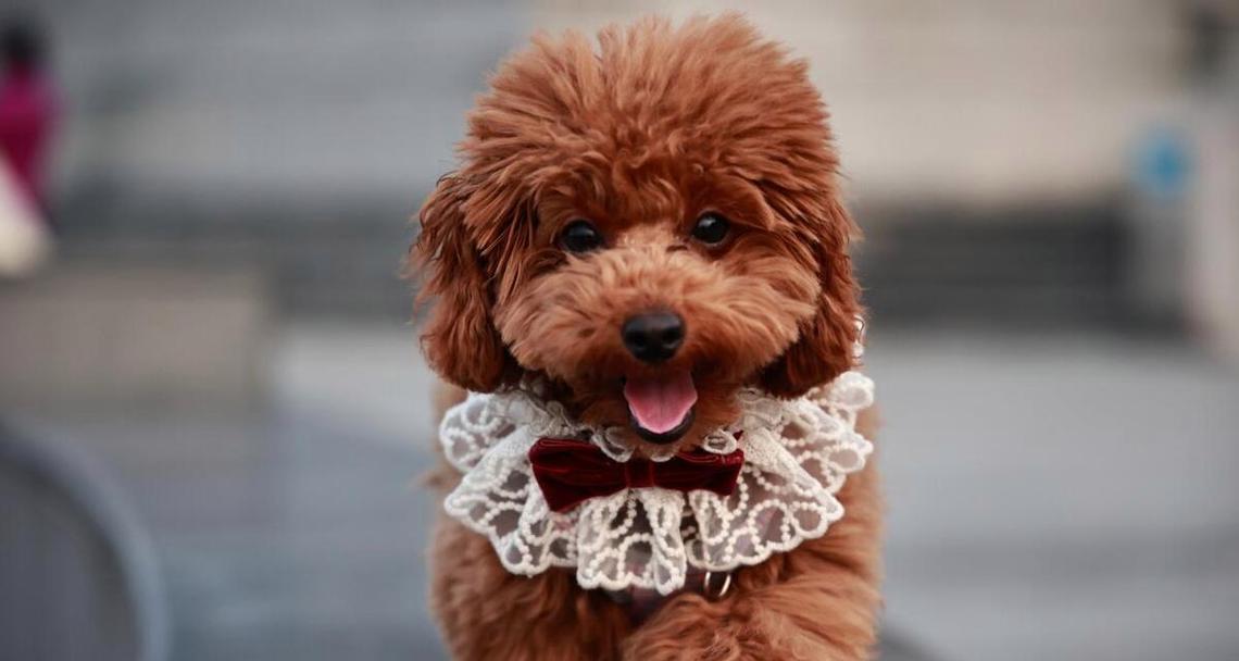 泰迪犬最适合的狗粮选择指南（如何为泰迪犬选择最适合的狗粮？最佳狗粮品牌推荐）