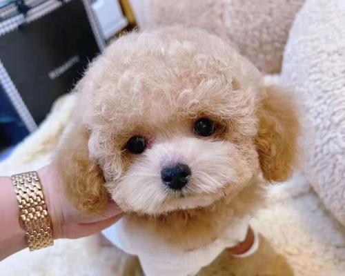 泰迪狗的价格及购买注意事项（了解泰迪犬的市场价格和购买要点，为你找到一个适合的宠物伴侣）