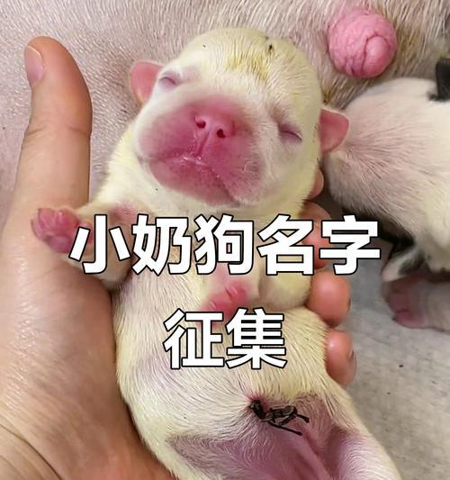 狗生了多久会有奶水？（探索狗产后奶水的时间和特点）