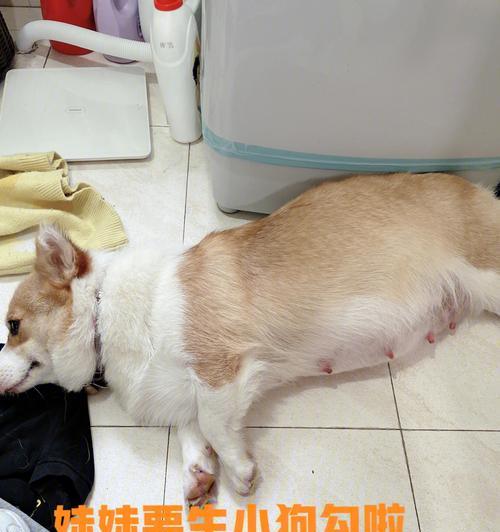 狗狗适合多大时带回家？（选择适合狗狗年龄带回家的关键）