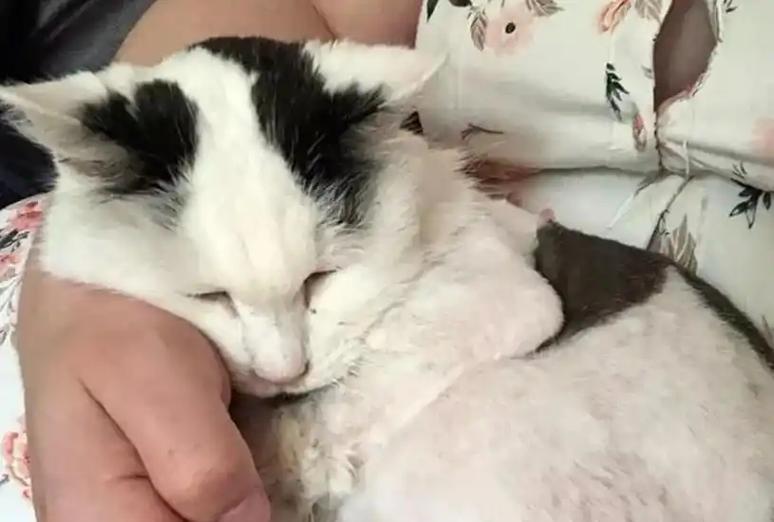 猫咪的寿命与衰老迹象（探秘猫咪的寿命，揭示衰老迹象）