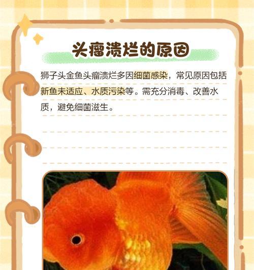 金鱼烂尾烂鳍的治疗方法（快速恢复金鱼烂尾烂鳍健康的有效措施）