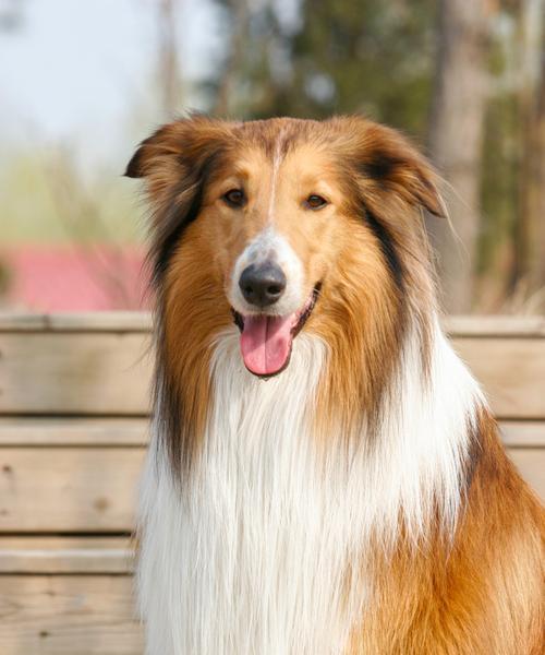 苏格兰牧羊犬（聪明、忠诚、勤劳的苏格兰牧羊犬）