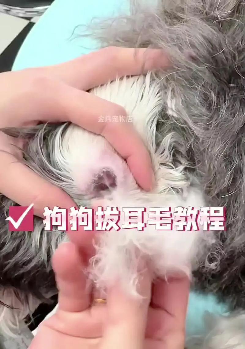 雪纳瑞耳朵清理之道（了解清理雪纳瑞耳朵的重要性及正确的方法）