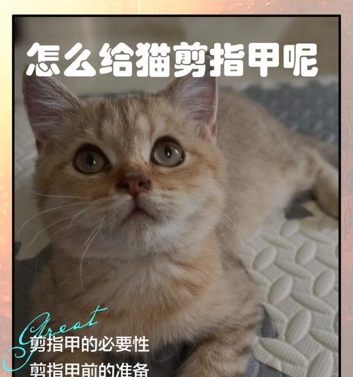 小猫的指甲修剪频率与方法（为了宠物的健康与安全，多久剪一次指甲是最佳选择）