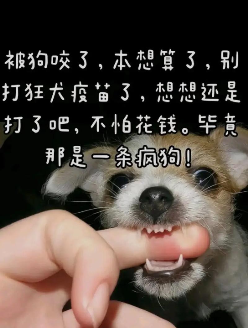 如何培养不会咬人的狗（建立良好的社交技能，让您的狗成为友善的伙伴）
