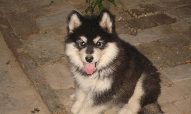 阿拉斯加犬的优点（9个优点让阿拉斯加犬成为理想的伴侣）