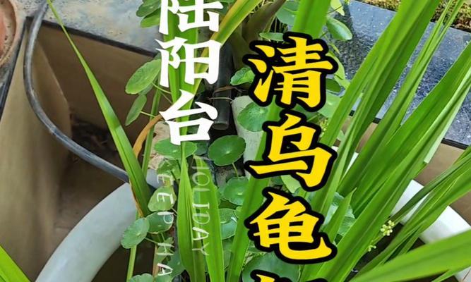 乌龟冬眠期的养护方法（如何正确照顾乌龟的冬眠期）