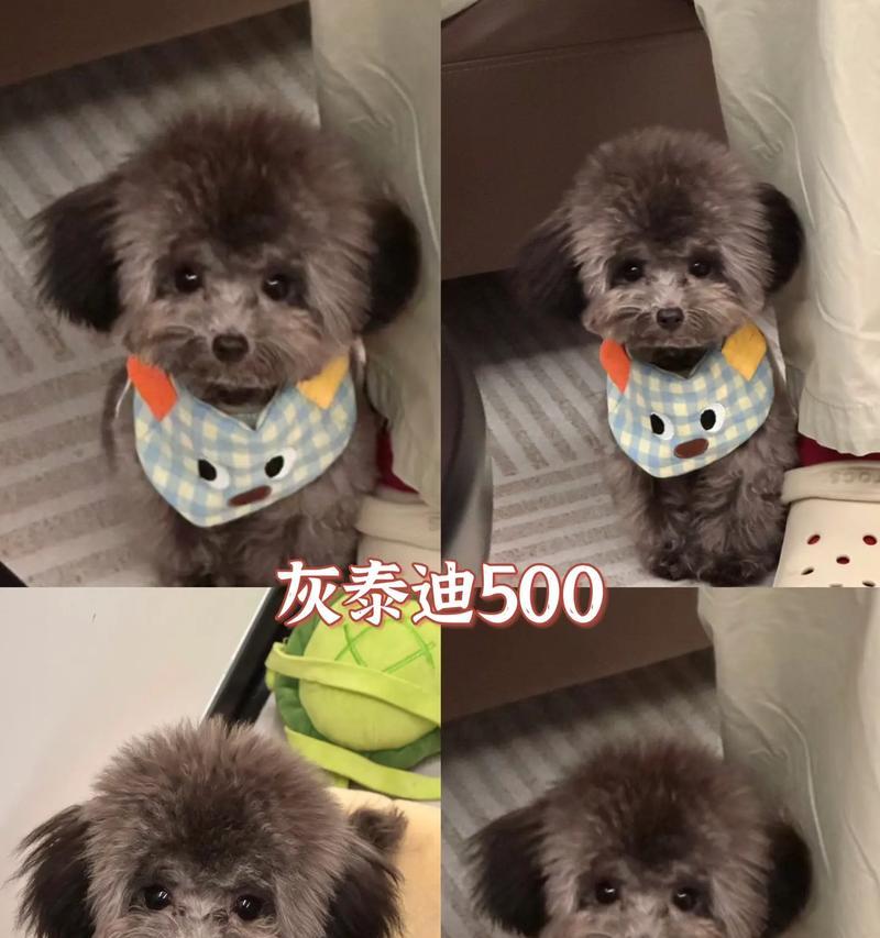 泰迪狗的生产周期及特点（探索泰迪狗的繁殖与生产周期，解析其可爱和温顺的特点）