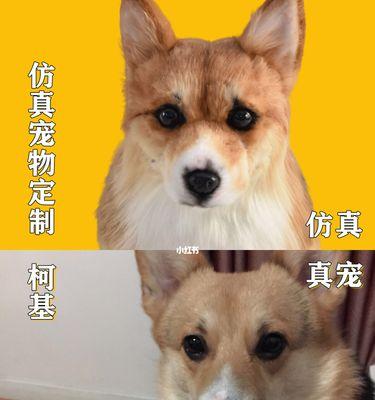 以串的狗的寿命及影响因素（揭秘犬只品种对寿命的影响及如何延长狗狗的寿命）