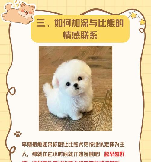 比熊犬的毛发护理指南（探索比熊犬剪毛的最佳时间和频率）