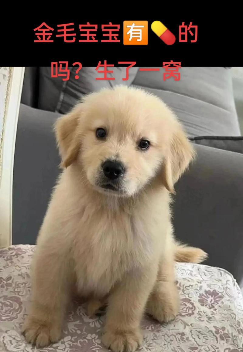 金毛犬的成长轨迹（从出生到活泼的萌宠，金毛犬需要多长时间？）
