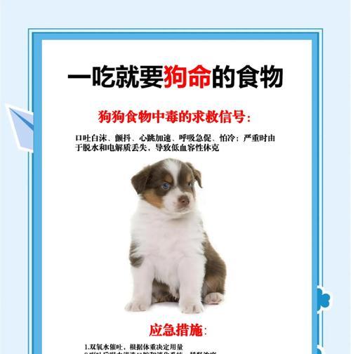 狗狗为什么要把食物从碗里叼出来？（揭秘狗狗叼食行为的原因及其意义）