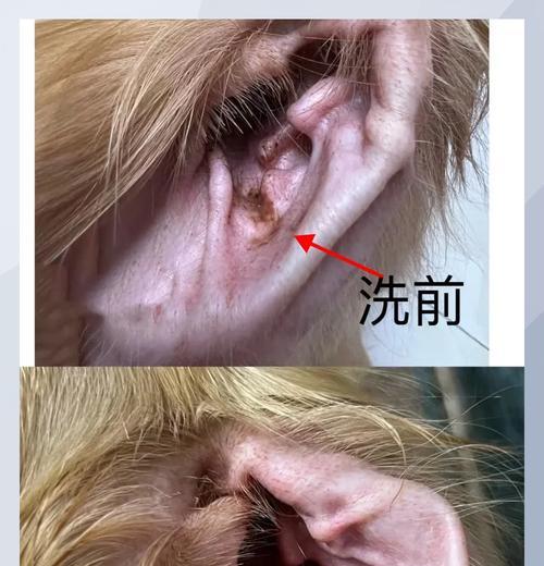 如何正确清理狗狗耳朵？（清理频率、步骤和注意事项）