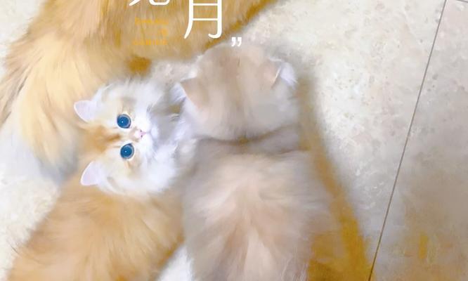 以猫咪的肉煮多久能好？（探讨猫咪肉煮熟的最佳时间）