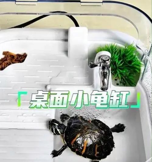 室内养龟的必备设备（打造舒适生活环境，让龟儿快乐成长）