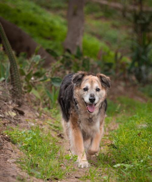 德国狐狸犬（探秘德国狐狸犬的独特魅力）