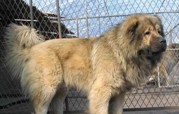 高加索犬——勇敢而强大的守卫者（了解高加索犬的性格、历史与特点）