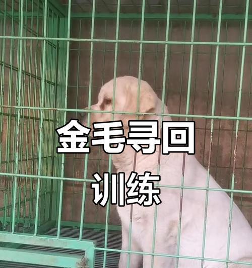金毛犬训练之道（了解金毛犬的训练时间和技巧，让你的宠物成为德高望重的主人）