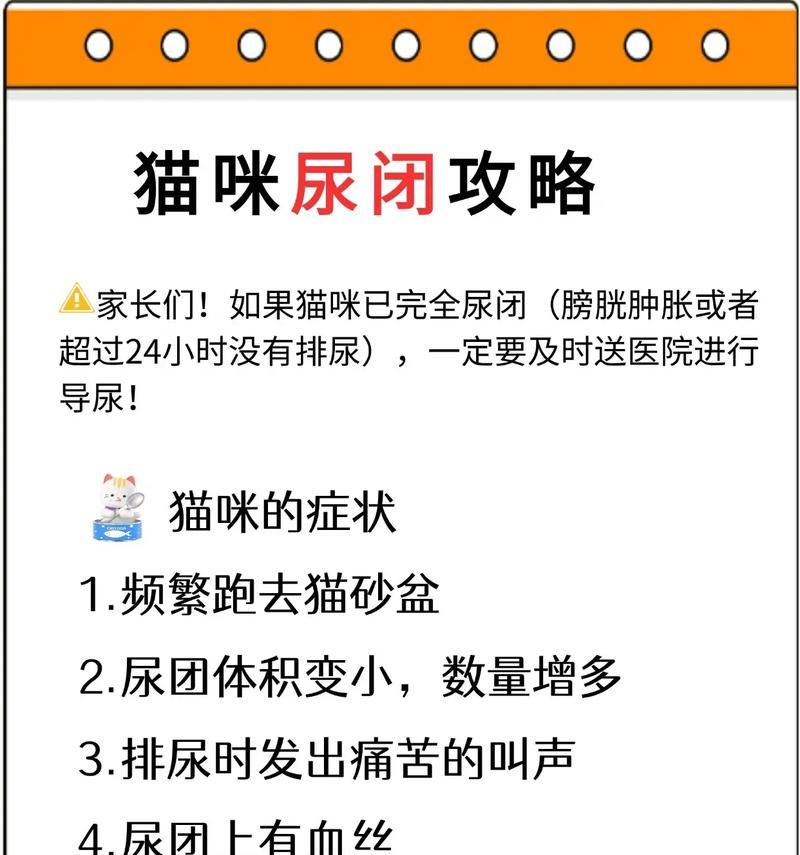 猫咪小便的频率及其影响（了解猫咪小便时间，维护其健康和环境卫生）