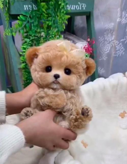 探索狗狗玩具的奇妙世界（从互动性到教育性，了解狗狗最喜欢的玩具）