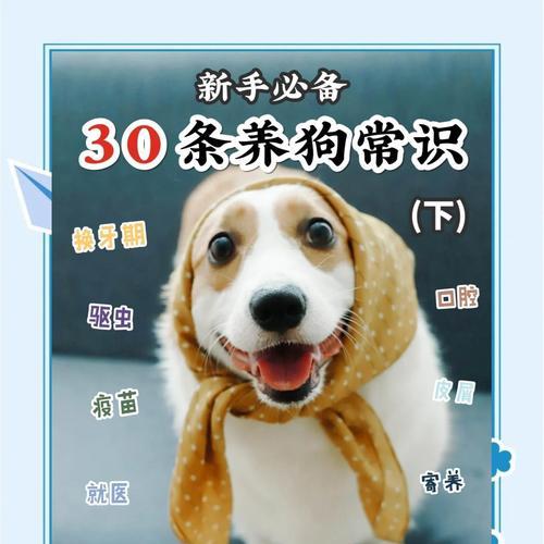 金毛小狗的疫苗接种必备知识（了解金毛小狗所需疫苗，保护它的健康）