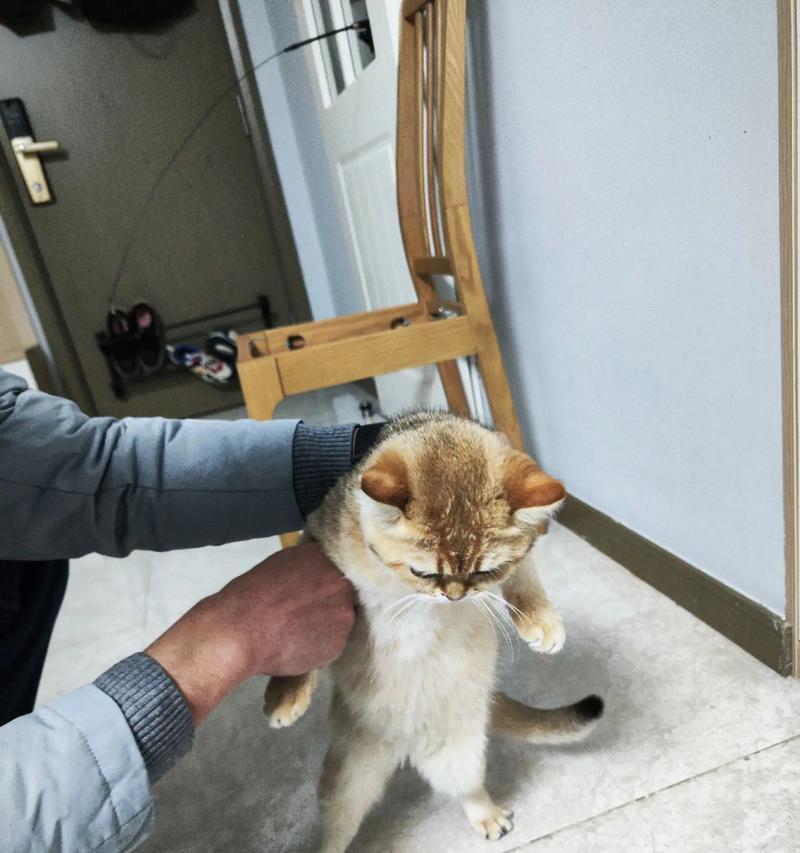 猫的怀孕周期及注意事项（揭秘猫咪怀孕的奥秘，陪伴你的猫咪度过美好的孕期）