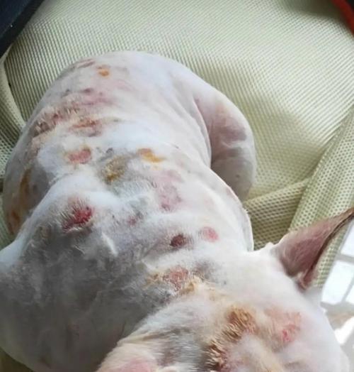 狗皮肤病的治愈时间及关键因素剖析（了解狗皮肤病康复的时间长度和关键因素，保护宠物爱护的肌肤健康）