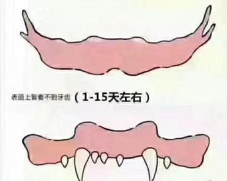 如何根据狗狗的牙齿判断它的年龄（通过牙齿状况准确判断狗狗的年龄）