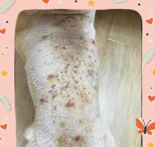 湿疹狗的康复之路（湿疹狗的康复时间、方法及关键注意事项）