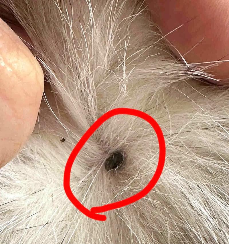 宠物猫的寿命与照顾技巧（探究家猫的预期寿命及如何给予最佳照顾）