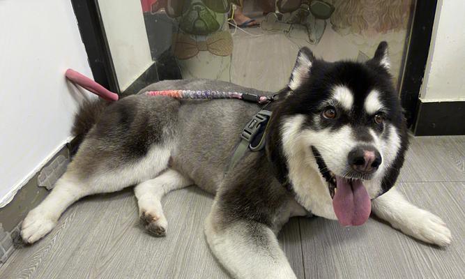 阿拉斯加剃毛后多久能长全（探索阿拉斯加犬的毛发再生周期）