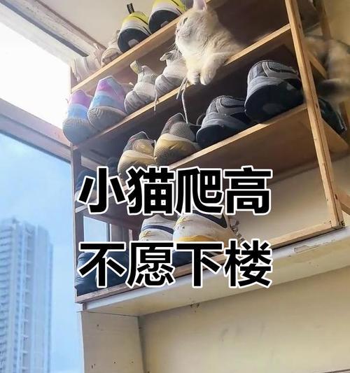 母猫绝育后拆线的最佳时机（探讨母猫绝育手术后拆线的时间及注意事项）