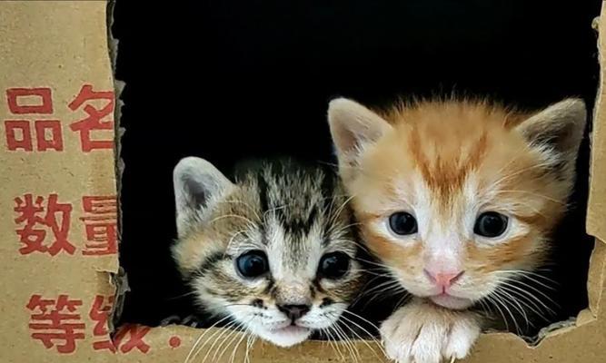 母猫生小猫的时间规律（从受孕到分娩的完整过程及关键因素解析）